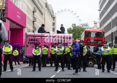 Bloc routier de la rébellion animale avec camion d'abattoir à l'extérieur du ministère de la Santé et des soins sociaux, Londres, 3 septembre 2020 Banque D'Images