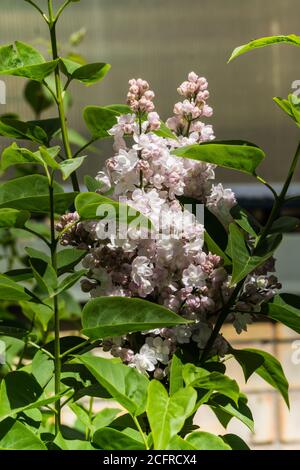 Une branche de lilas aux fleurs de terry rose pâle et aux feuilles vertes. Banque D'Images