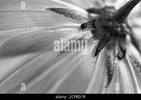 Le dessous d'une fleur de substitution crée des lignes et un motif de symétrie radiale Banque D'Images