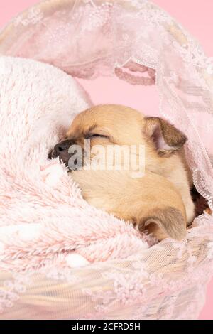 Deux petits chiots Chihuahua dormant sur une fourrure rose dans un panier en dentelle rose avec fond rose Banque D'Images