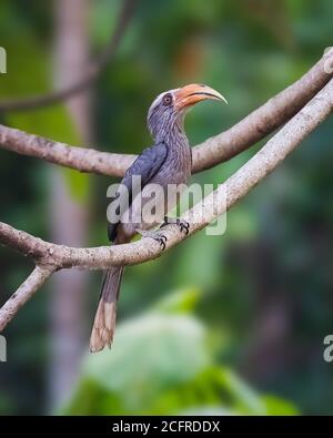 Un mâle Malabar Grey Hornbill (Ocyceros griseus), perché sur une branche des forêts de Thattekad au Kerala, en Inde. Banque D'Images