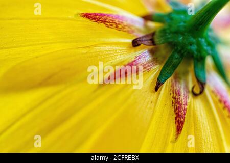 Le dessous d'une fleur jaune crée un motif de lignes et symétrie radiale Banque D'Images