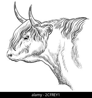 Dessin monochrome à tête plate illustration vectorielle dessinée à la main isolée sur fond blanc. Illustration ancienne du bétail des Highlands pour étiquette, affiche, rp Illustration de Vecteur
