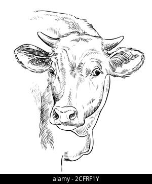 Dessin de la tête de vache illustration vectorielle dessinée à la main de couleur noire isolée sur fond blanc. Illustration ancienne du taureau pour l'étiquette, l'affiche, l'impression et Illustration de Vecteur