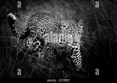 Leopard cub sur une promenade Banque D'Images