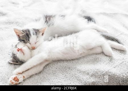 Adorables chatons dormant sur un lit moelleux à la lumière du matin. Deux jolis chatons blancs et gris dormant ensemble sur une couverture confortable. Famille furry dans la nouvelle maison, un Banque D'Images