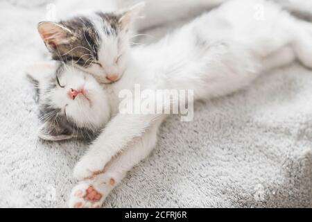 Deux jolis chatons blancs et gris dormant ensemble sur une couverture confortable. Adorables chatons dormant sur un lit moelleux à la lumière du matin. Famille furry dans la nouvelle maison, un Banque D'Images