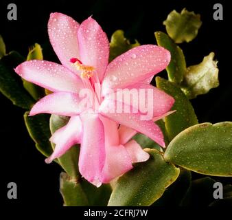 Fleur de cactus à griffes, Schlumbergera truncata, semblable au Cactus de Noël, dans sa forme naturelle un épiphyte Banque D'Images