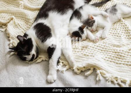 Chat mignon dormant avec de petits chatons sur un lit doux. Mère chat reposant avec des chatons bébé sur une couverture confortable dans la chambre, moment adorable doux. Maternité an Banque D'Images