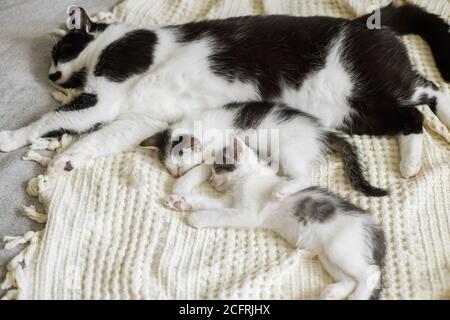 Chat mignon dormant avec de petits chatons sur un lit doux. Mère chat reposant avec des chatons bébé sur une couverture confortable dans la chambre, moment adorable doux. Maternité an Banque D'Images