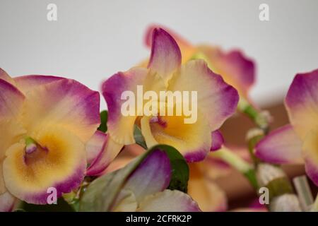 Fleurs d'orchidées aux pétales jaunes colorées pourpres aux bords, sur fond blanc. Banque D'Images