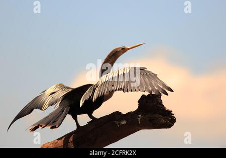 Anhinga oiseau avec ailes étendues contre un ciel bleu pâle. Ils sont placés dans la famille des Anhingidés. Également connu sous le nom d'oiseau de diable ou d'oiseau de serpent, Banque D'Images