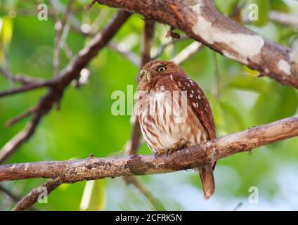 Hibou pygmée assis sur un arbre vert lumineux luxuriant dans le Pantanal, Brésil Banque D'Images