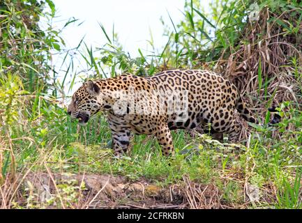 Magnifique profil latéral d'une jaguar pleine corsée (Panthera ONCA) marchant le long du rivage de la rivière Pantanal à MTO Grosso, Brésil Banque D'Images