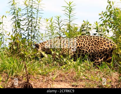 Profil latéral d'une Jaguar (Panthera ONCA), marchant dans le Bush épais dans le Pantanal - Mato Grosso, Brésil Banque D'Images