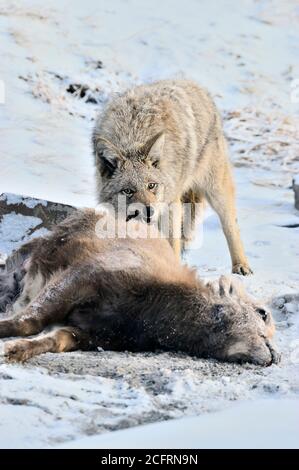 Un coyote sauvage 'Canis latranis' qui se nourrit d'un bébé mouflon d'Amérique 'Orvis canadensis' qu'il a tué dans les régions rurales du Canada albertain. Banque D'Images