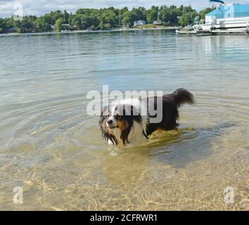 Shetland Sheepdog (sheltie) jouant en eau peu profonde à la plage. Couleur tricolore. Animal de compagnie familial. Bateaux en arrière-plan. Banque D'Images