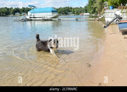 Shetland Sheepdog (sheltie) jouant en eau peu profonde à la plage. Couleur tricolore. Animal de compagnie familial. Bateaux en arrière-plan. Banque D'Images