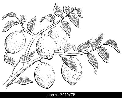 Citron fruit branche graphique noir blanc isolé esquisse vecteur d'illustration Illustration de Vecteur