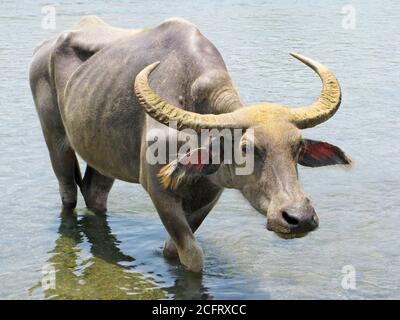 Gros plan d'un énorme buffle d'eau avec de grandes cornes. Ce carabao laissant une piscine d'eau, Luzon, Philippines Banque D'Images