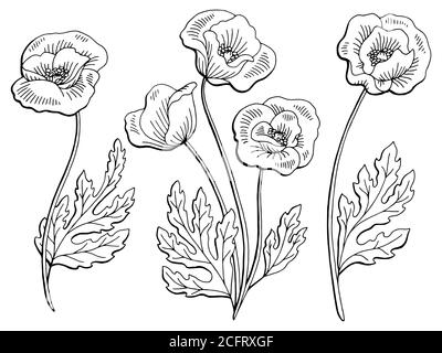 Motif de fleurs de pavot noir blanc isolé dessin vectoriel d'illustration Illustration de Vecteur