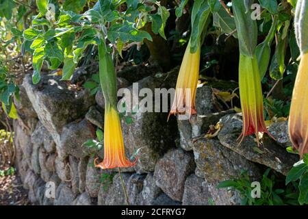 Les fleurs de la trompette d'un ange rouge (Brugmansia sanguinea) Banque D'Images