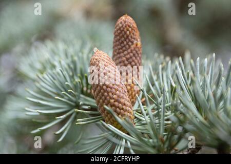 Gros plan des cônes d'épinette bleue sur l'arbre. Picea pungens Banque D'Images