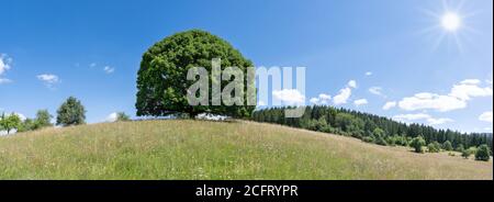 Grand tilleul au soleil sur la colline de un pré vallonné en été Banque D'Images