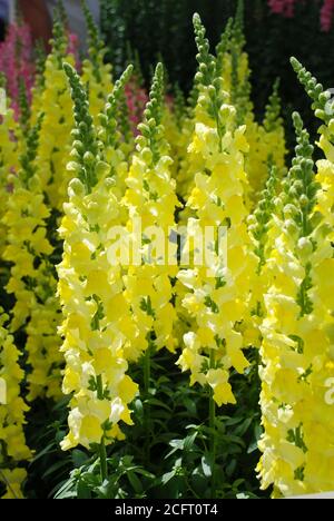 Snapdragon coloré (Antirrhinum majus) floraison dans le fond du jardin avec foyer sélectif, fleurs coupées jaunes Banque D'Images