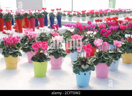 Cyclamen flou avec une botte dans la pépinière. Serre de fleurs. Famille des Primulacées. Cyclamen persicum couleur mixte Banque D'Images