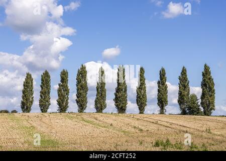 Une rangée de peupliers et un champ de chaume près du village Severn Vale de Maisemore, Gloucestershire, Royaume-Uni Banque D'Images