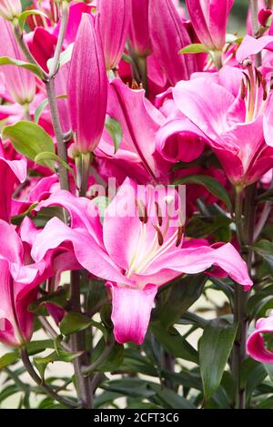 Fleurs de Lily 'Brusago'. Lilium. Banque D'Images