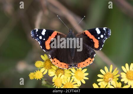 Papillon amiral rouge se nourrissant sur Ragwort Banque D'Images