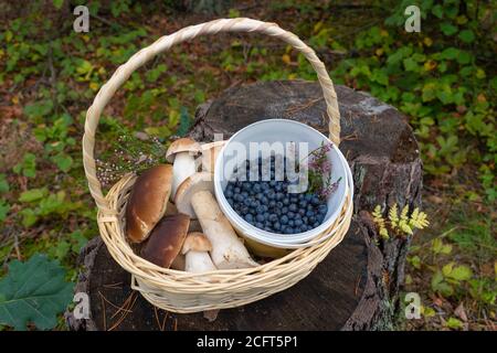 Boletus edulis ou champignons porcini, bleuets et canneberges dans un panier en osier sur un tronc d'arbre dans une forêt Banque D'Images