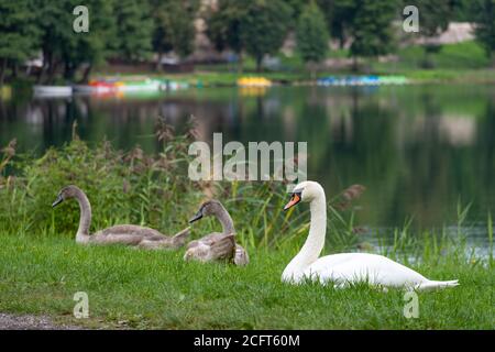 Famille de beaux cygnes relaxants au bord du lac avec des jeunes cygnes gris reposant sur l'herbe Banque D'Images