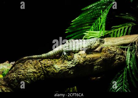 Le Ctenosaura bakeri, également connu sous le nom d'Utila iguana, l'iguane de la queue d'aronde de Baker, le swamper ou le wisiwilly del suampo, est une espèce en danger critique d'extinction. Banque D'Images