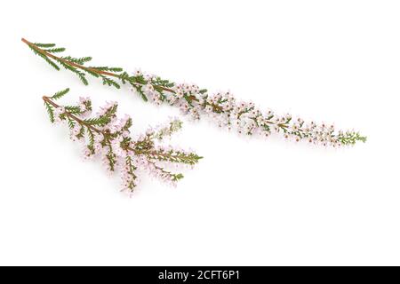 Fleur de bruyère commune isolée sur fond blanc. Calluna vulgaris Banque D'Images