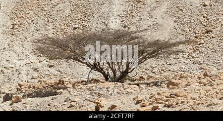 un été dormant sans feuilles parapluie thorn acacia dans le david ruisseau dans la réserve d'ein gedi en israël avec un flanc de coteau rocheux en arrière-plan Banque D'Images