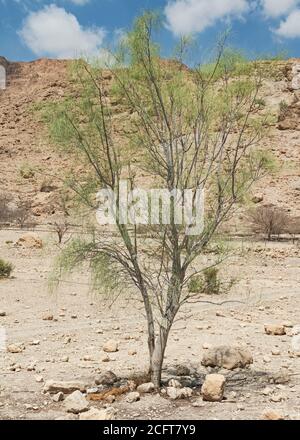 un petit spécimen de ben à aiguilles wispy-needly arbre moringa perigrina in un projet de restauration de l'habitat dans la réserve naturelle d'ein gedi En Israël Banque D'Images