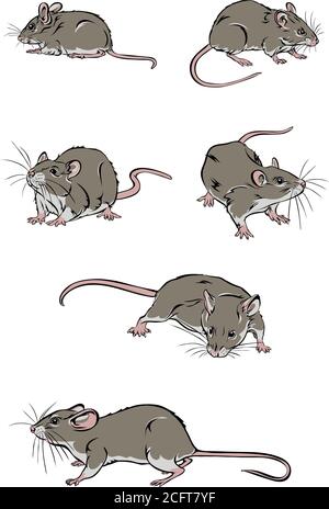 Souris, rat, diverses poses, mouvements et angles de figures, noir, silhouette, ensemble, vecteur, illustration Illustration de Vecteur