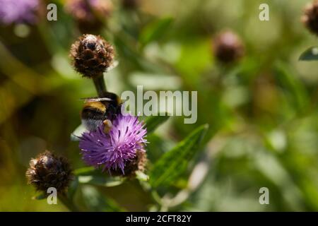 Bumble Bee chargé de pollen se nourrissant d'une fleur de l'herbe à poux pleine fleur sur une rockery dans le jardin de la lande amateur à 900 pieds Banque D'Images