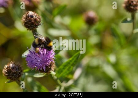 Bumble Bee chargé de pollen se nourrissant d'une fleur de l'herbe à poux pleine fleur sur une rockery dans le jardin de la lande amateur à 900 pieds Banque D'Images