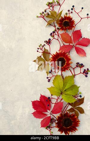 Motif de feuilles de raisin et de tournesols rouges sur fond gris clair. Concept d'automne et d'espace de copie. Banque D'Images