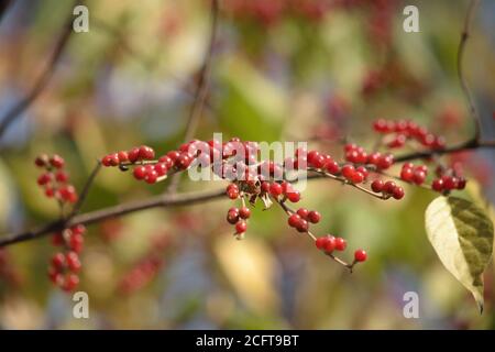 Baies rouges de Lonicera xylosteum en automne sur fond flou Banque D'Images