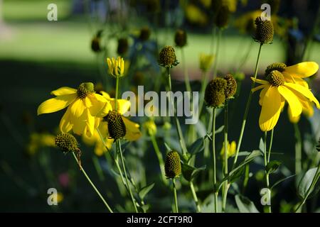 Fleurs des Prairies (Ratibida) à divers stades de floraison (surtout après) dans un parc à Ottawa, Ontario, Canada. Banque D'Images