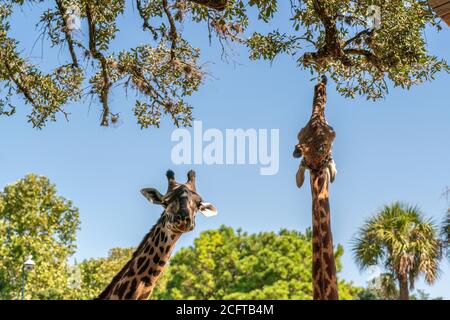 GIRAFE se moque de la caméra tandis que d'autres Girafe atteint pour Hard Pour obtenir des feuilles Banque D'Images