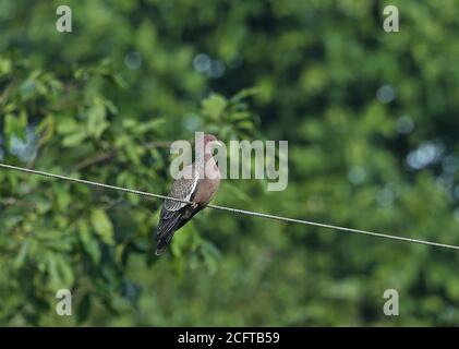 Picazuro Pigeon (Patagioenas picazuro picazuro) adulte perché sur la ligne de puissance REGUA, Forêt tropicale de l'Atlantique, Brésil Juillet Banque D'Images