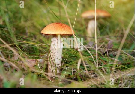 Deux petites tiges à capuchon rouge Leccinum aurantiacum qui poussent dans la forêt, les feuilles sèches et l'herbe autour. Banque D'Images