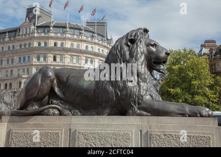 Vue latérale et gros plan d'une grande sculpture de lion de bronze vue sur Trafalgar Square Londres avec un bâtiment et un arbre avec des feuilles vertes en arrière-plan. Banque D'Images