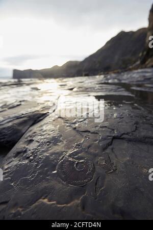 Fossile d'ammonium dans le soubassement près de Sandend, au nord de Whitby, dans le Yorkshire du Nord. L'un des meilleurs endroits de la côte est pour aller à la chasse aux fossiles. Banque D'Images